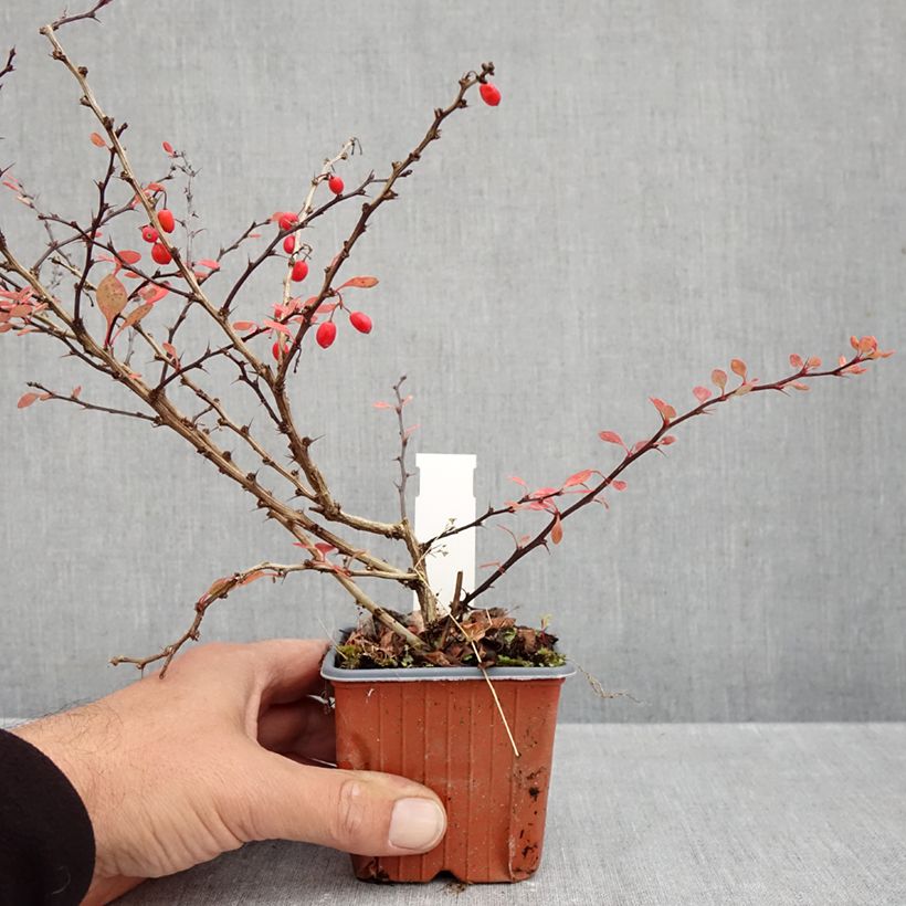 Ejemplar de Agracejo japonés - Berberis thunbergii Silver Beauty Maceta de 8/9 cm entregado en otoño