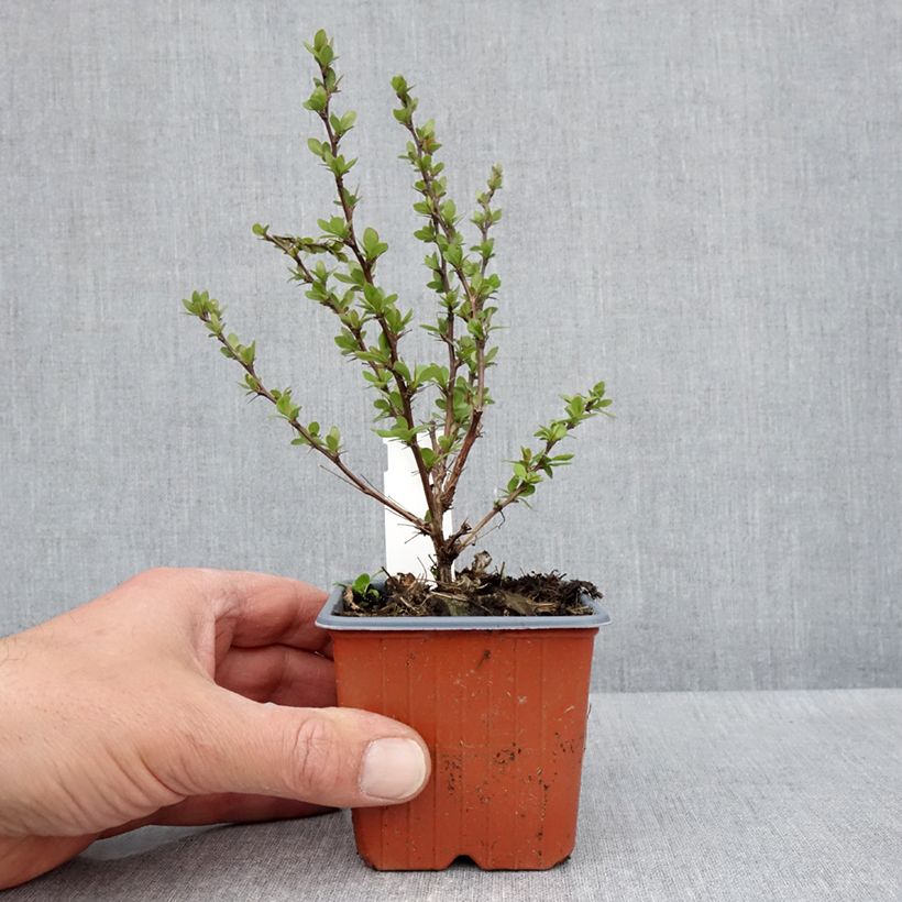 Agracejo japonés - Berberis thunbergii Silver Beauty Maceta de 8/9 cm Ejemplar entregado en la primavera