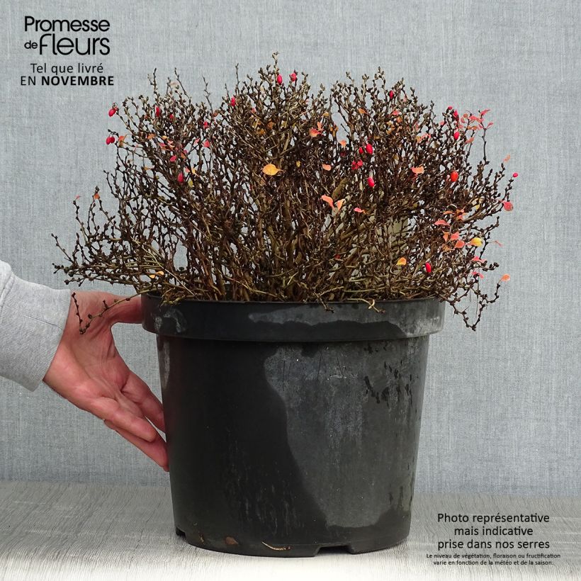 Ejemplar de Agracejo japonés - Berberis thunbergii Tiny Gold Maceta 7,5L/10L entregado en otoño