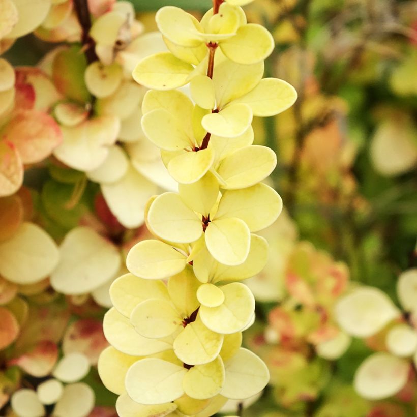 Agracejo japonés - Berberis thunbergii Yellow Tower (Follaje)