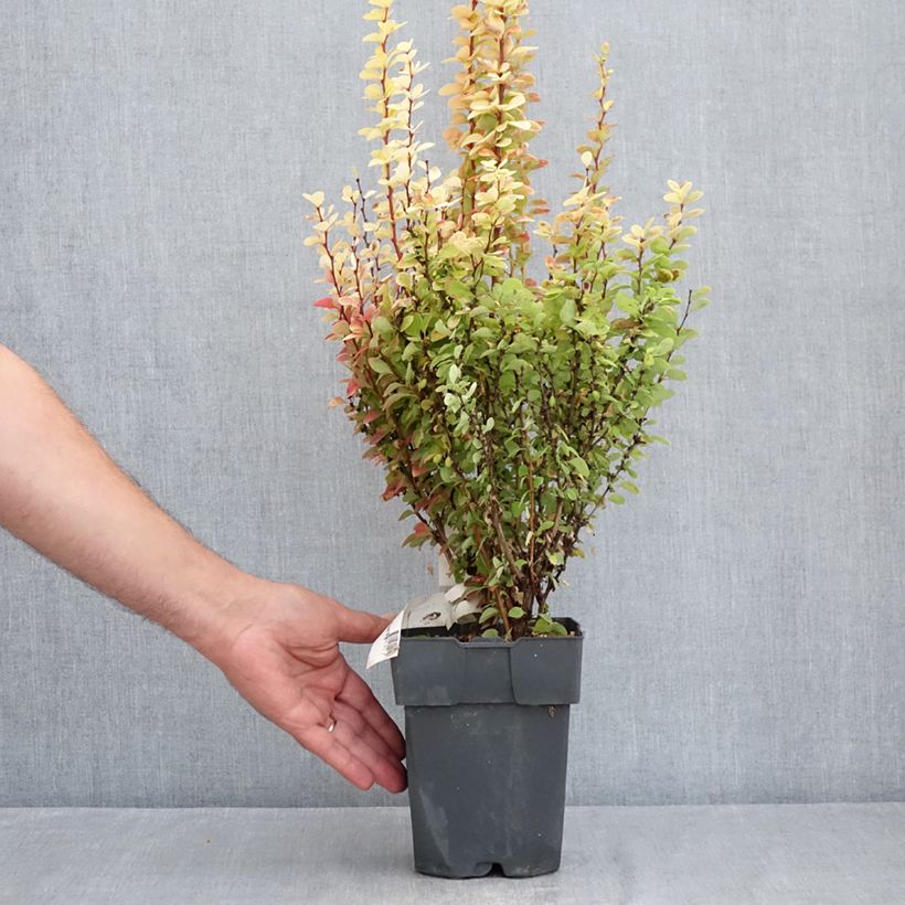 Ejemplar de Agracejo japonés - Berberis thunbergii Yellow Tower Maceta 2L/3L entregado en verano