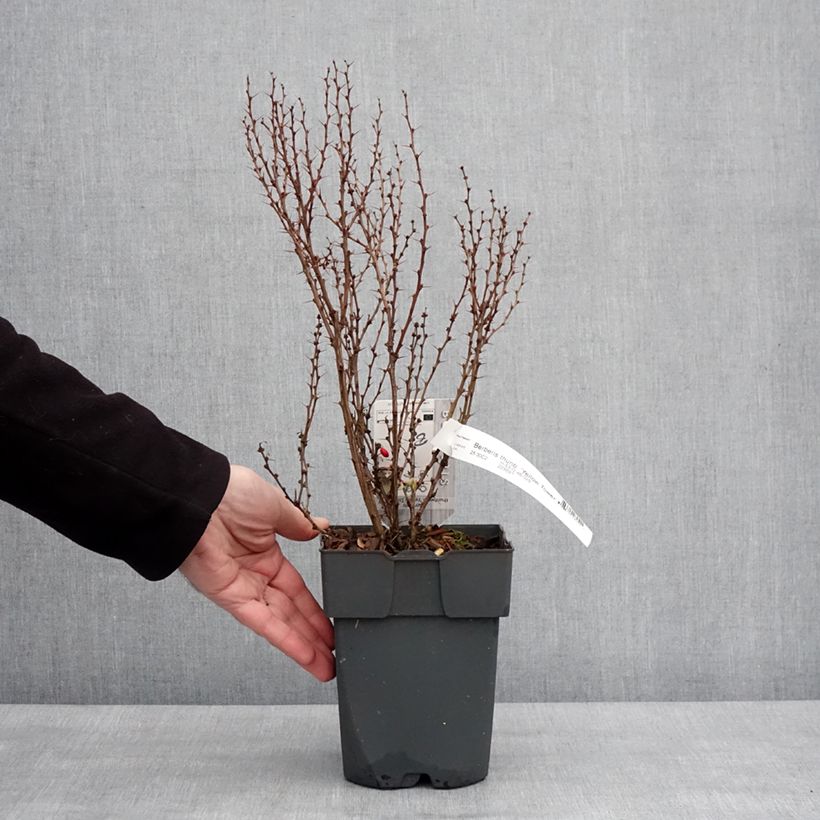 Agracejo japonés - Berberis thunbergii Yellow Tower Maceta 2L/3L Ejemplar entregado en invierno