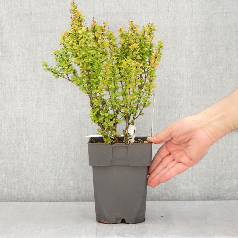 Agracejo japonés - Berberis thunbergii Yellow Tower Maceta 2L/3L Ejemplar entregado en la primavera