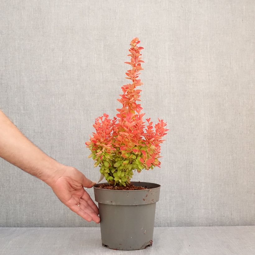 Ejemplar de Agracejo japonés - Berberis thunbergii Orange Ice Maceta 2L/3L entregado en verano
