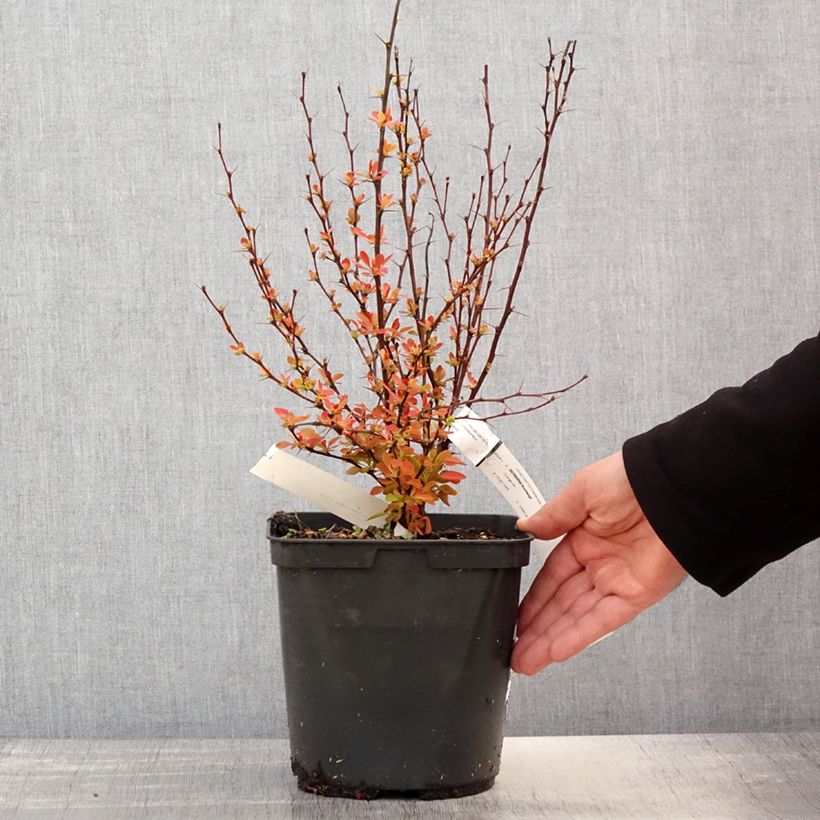 Agracejo japonés - Berberis thunbergii Orange Ice Maceta 2L/3L Ejemplar entregado en la primavera