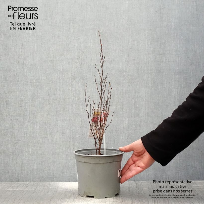 Agracejo japonés - Berberis thunbergii Orange Ice Maceta 2L/3L Ejemplar entregado en invierno