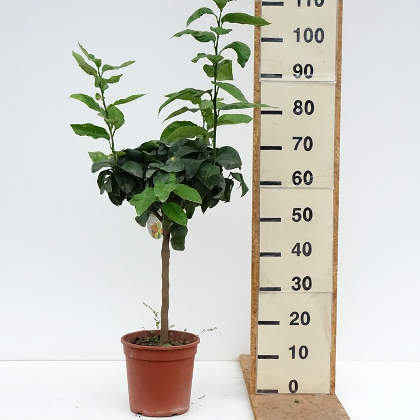 Ejemplar de Citrus bergamia - Bergamota  Maceta 4L/5L, 1/4 tallo entregado en otoño