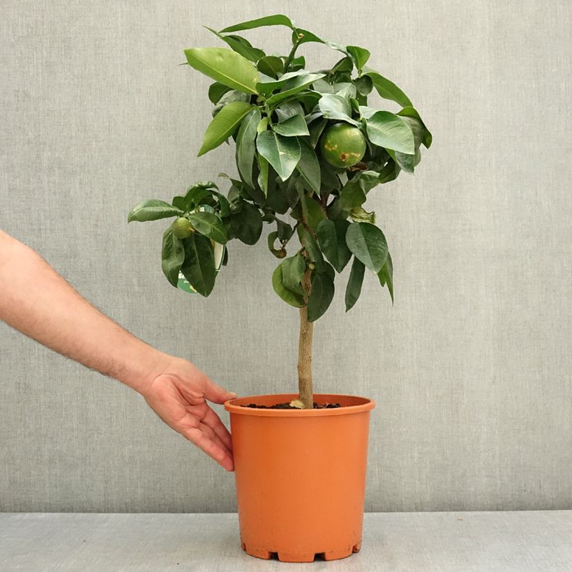 Ejemplar de Citrus bergamia - Bergamota  Maceta 4L/5L, 1/4 tallo entregado en verano