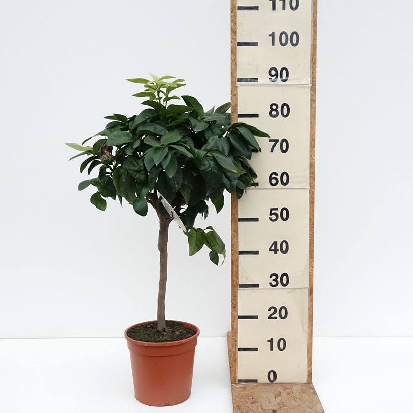 Citrus bergamia - Bergamota  Maceta 4L/5L, 1/4 tallo Ejemplar entregado en invierno