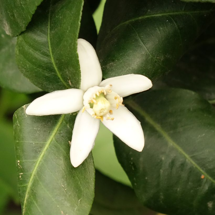 Citrus bergamia - Bergamota  (Floración)