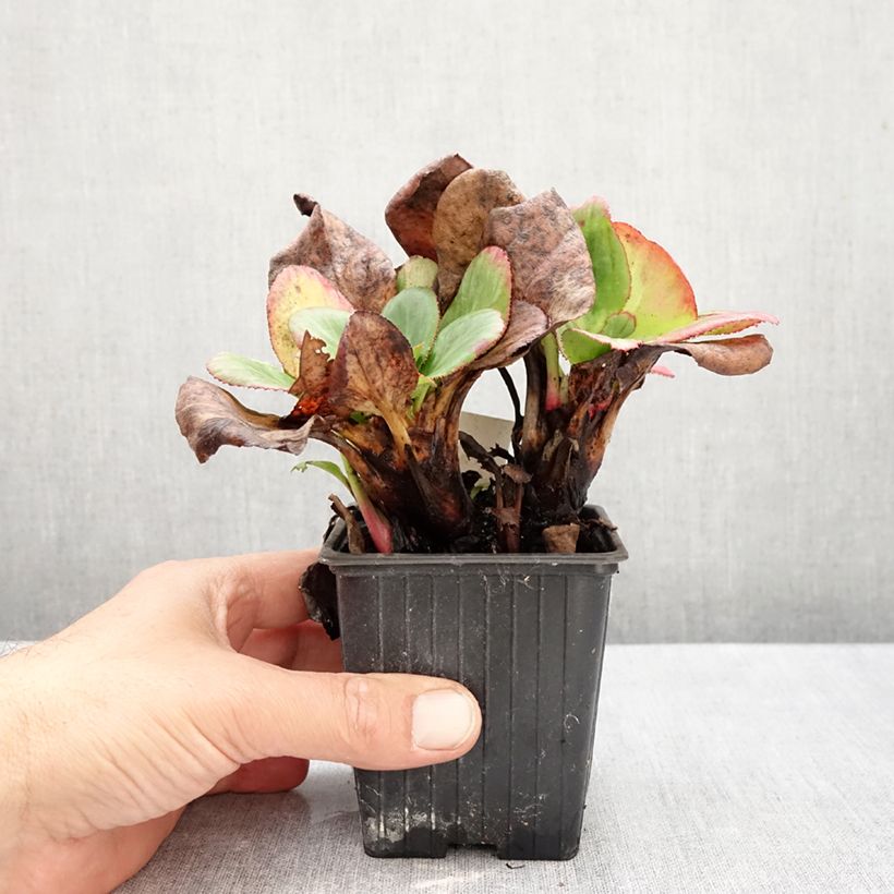 Ejemplar de Bergenia Bach - Hortensia de invierno Maceta de 8/9 cm entregado en otoño