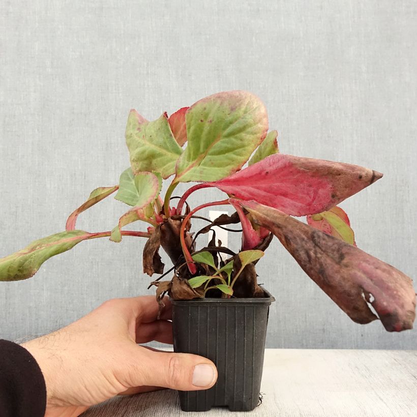 Ejemplar de Bergenia Bressingham White - Hortensia de invierno Maceta de 8/9 cm entregado en otoño