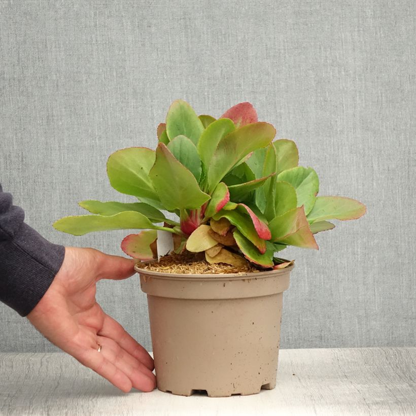 Ejemplar de Bergenia Bressingham White - Hortensia de invierno Maceta 1,5L/2L entregado en verano