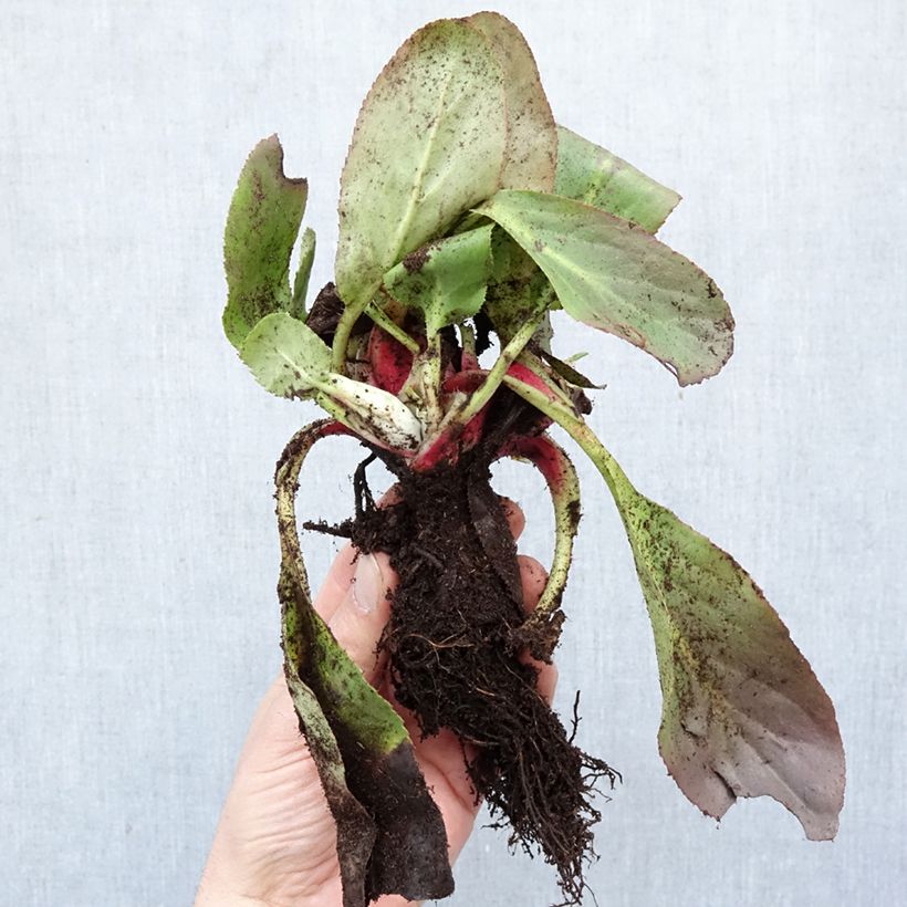 Bergenia Bressingham White - Hortensia de invierno Raíces desnudas Ejemplar entregado en invierno