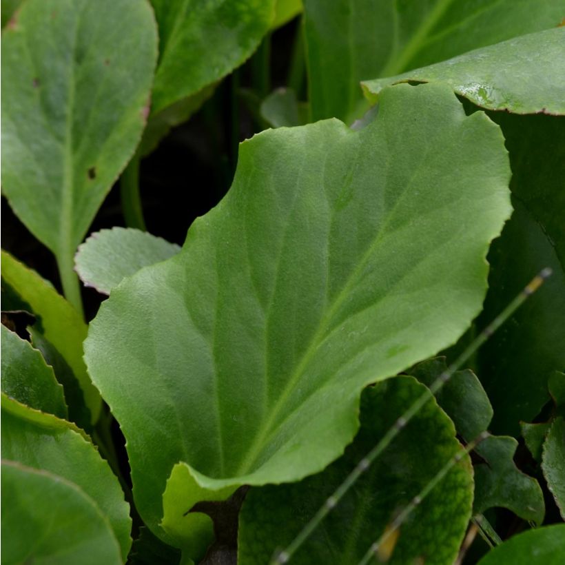 Bergenia cordifolia - Hortensia de invierno (Follaje)