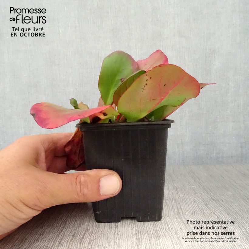Ejemplar de Bergenia cordifolia Eroïca - Hortensia de invierno Maceta de 8/9 cm entregado en otoño