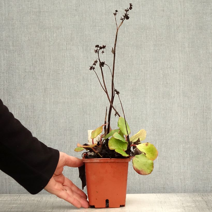 Ejemplar de Bergenia cordifolia Silberlicht - Hortensia de invierno Maceta 1L/1,5L entregado en otoño