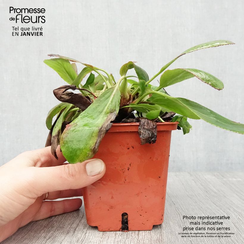 Bergenia cordifolia Silberlicht - Hortensia de invierno Maceta 1L/1,5L Ejemplar entregado en invierno