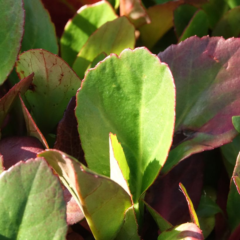 Bergenia Flirt - Hortensia de invierno (Follaje)