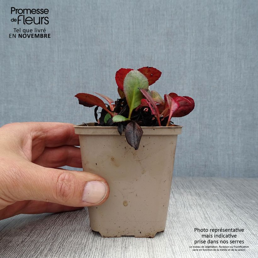 Ejemplar de Bergenia Flirt - Hortensia de invierno Maceta de 8/9 cm entregado en otoño