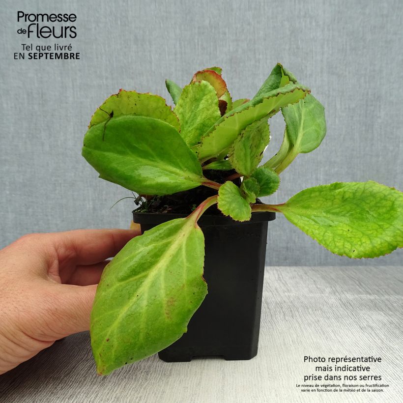 Ejemplar de Bergenia Abendglut - Hortensia de invierno Maceta de 8/9 cm entregado en verano