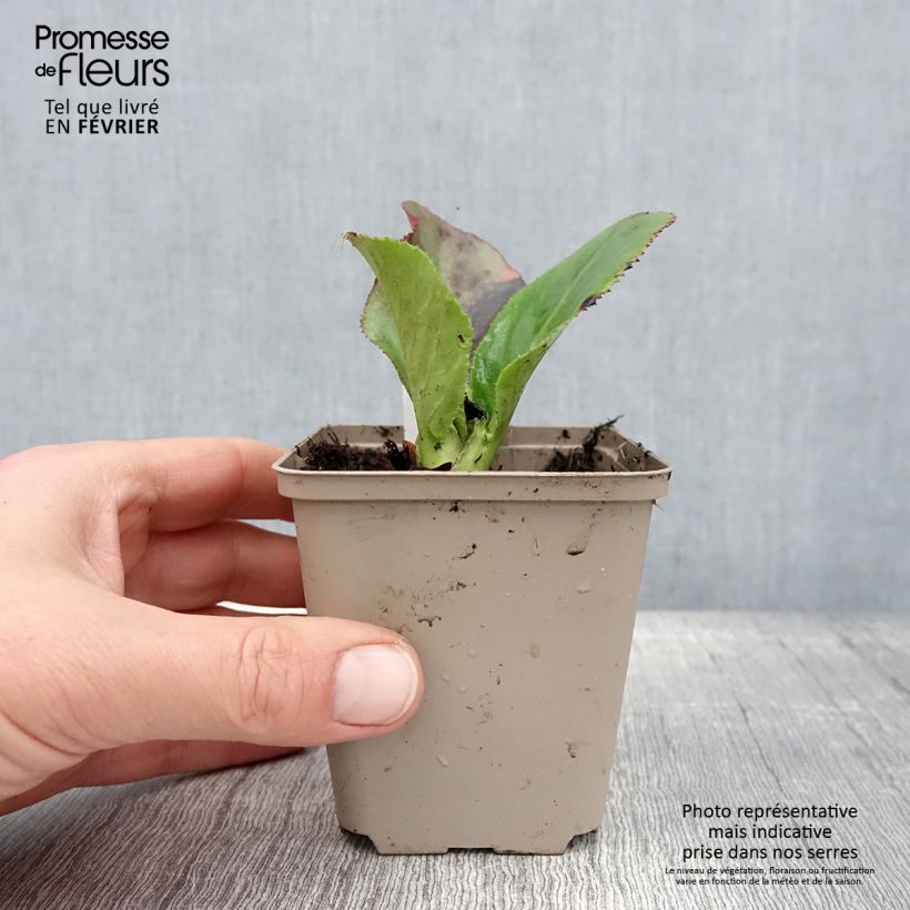 Bergenia stracheyi Ice Queen - Hortensia de invierno Maceta de 8/9 cm Ejemplar entregado en invierno