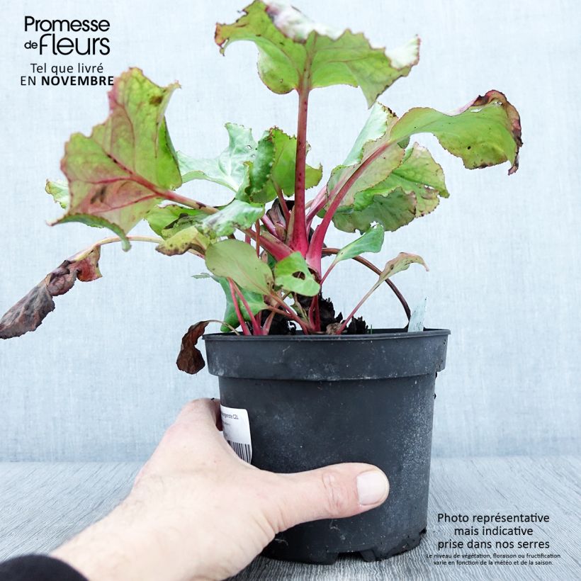 Ejemplar de Bergenia cordifolia Morgenrote - Hortensia de invierno Maceta 2L/3L entregado en otoño