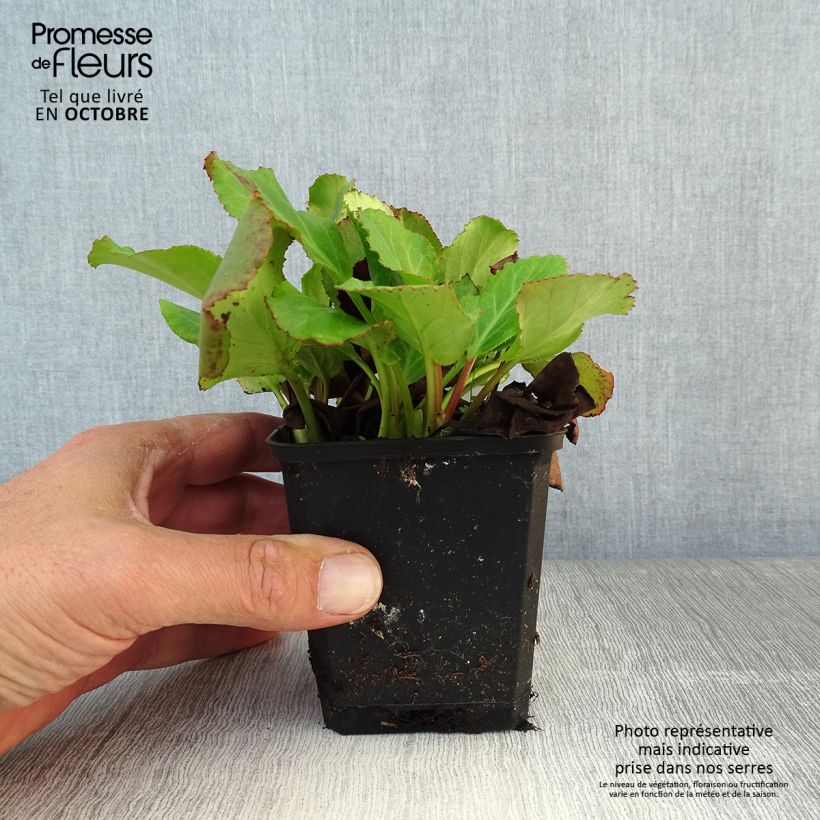 Ejemplar de Bergenia cordifolia Morgenrote - Hortensia de invierno Maceta de 8/9 cm entregado en otoño