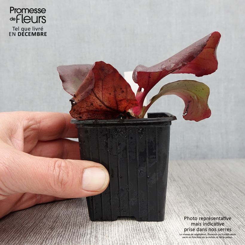Ejemplar de Bergenia purpurascens - Hortensia de invierno Maceta de 8/9 cm entregado en otoño