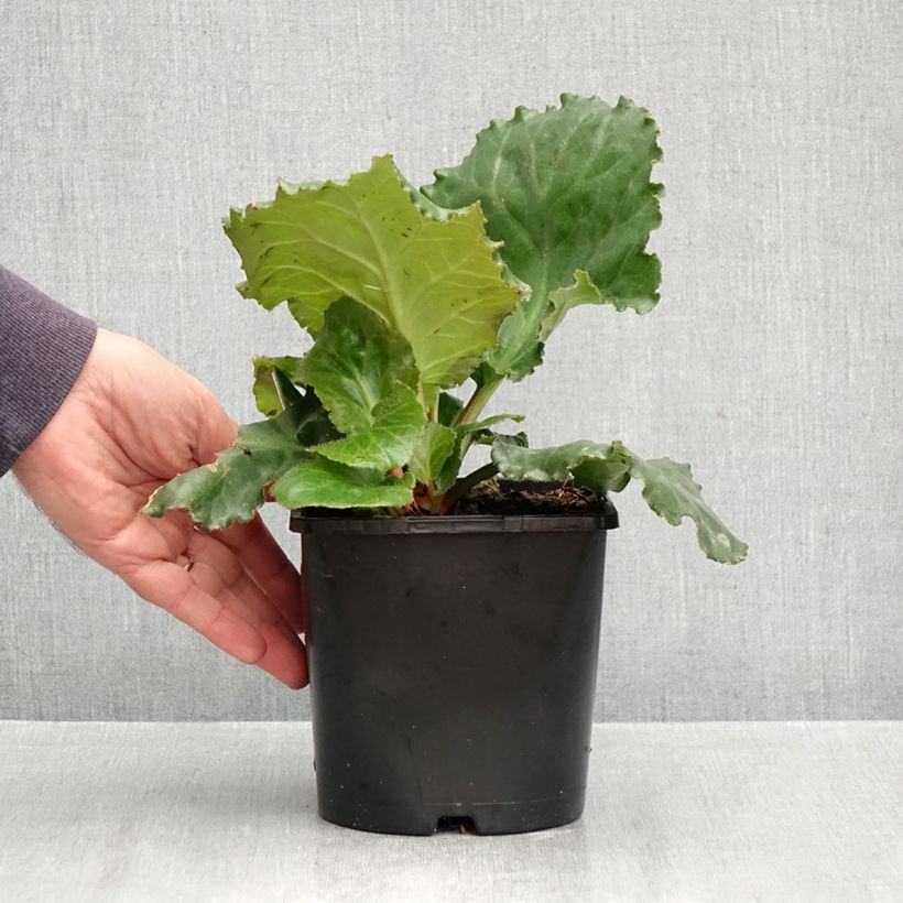 Ejemplar de Bergenia Ripple Effect Maceta 2L/3L entregado en otoño