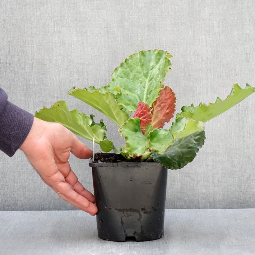 Bergenia Ripple Effect Maceta 2L/3L Ejemplar entregado en la primavera