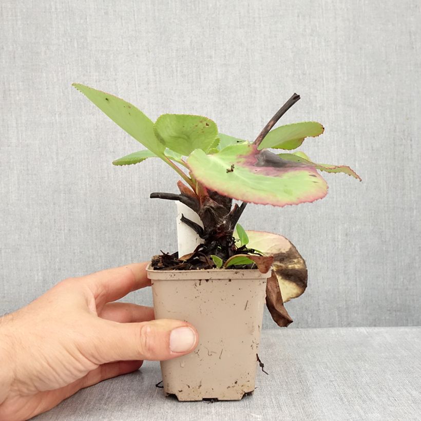 Ejemplar de Bergenia schmidtii - Hortensia de invierno Maceta de 8/9 cm entregado en otoño