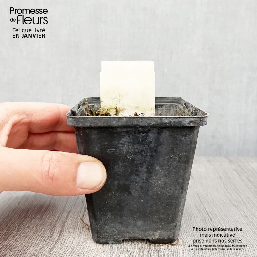 Berula erecta - Palmita de agua Maceta de 8/9 cm Ejemplar entregado en invierno