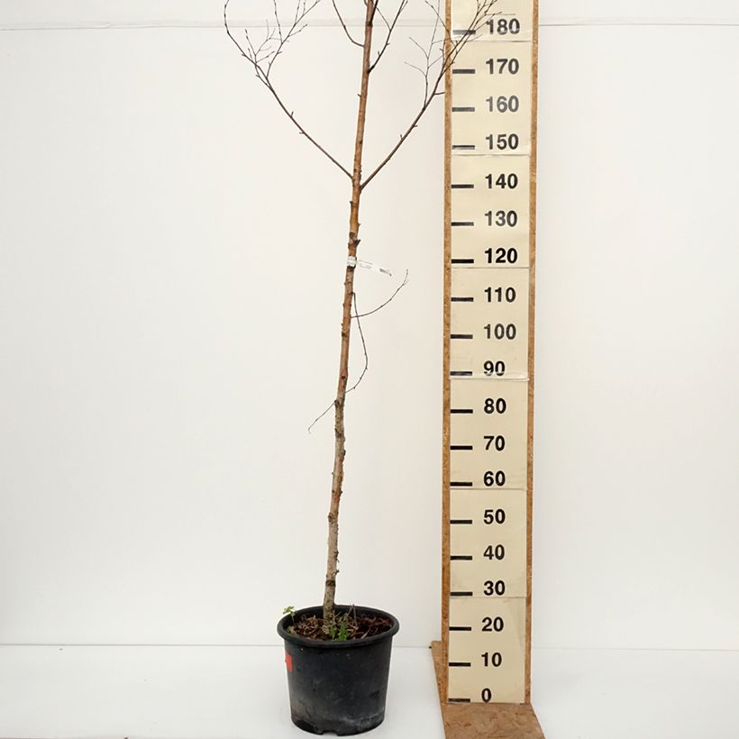 Ejemplar de Abedul - Betula ermanii Holland Maceta 12L/15L entregado en otoño