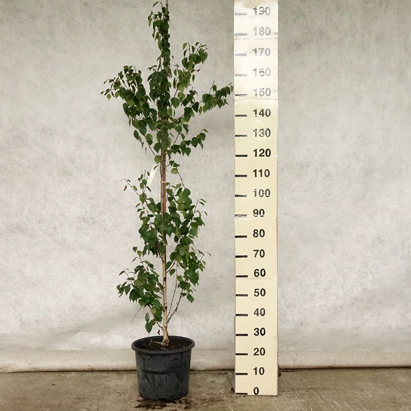 Ejemplar de Abedul - Betula ermanii Holland Maceta 12L/15L entregado en verano