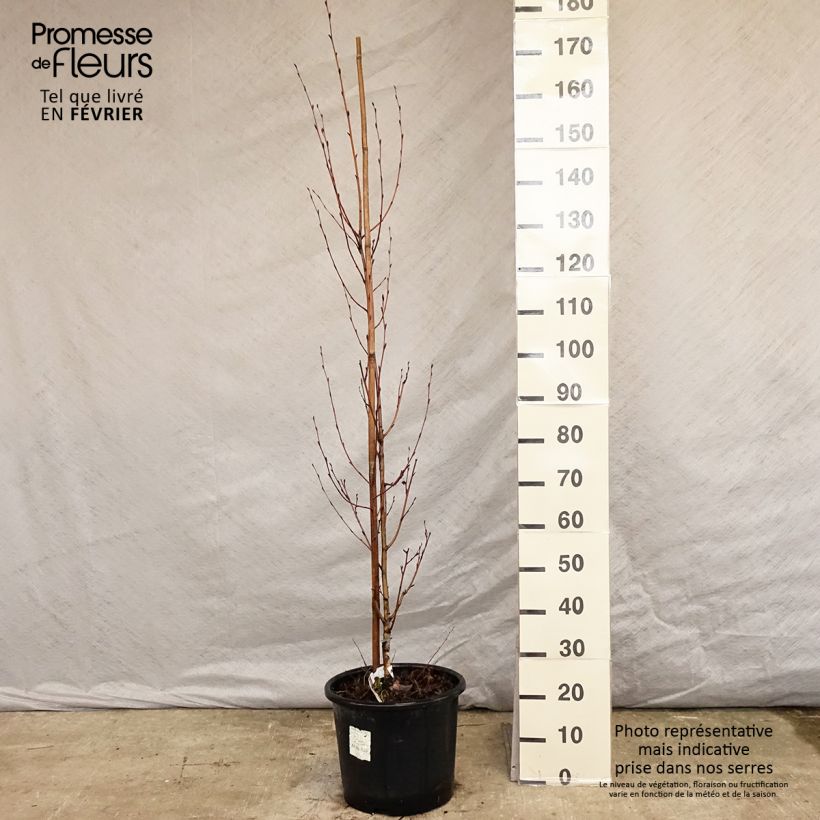 Abedul - Betula ermanii Holland Maceta 12L/15L Ejemplar entregado en invierno