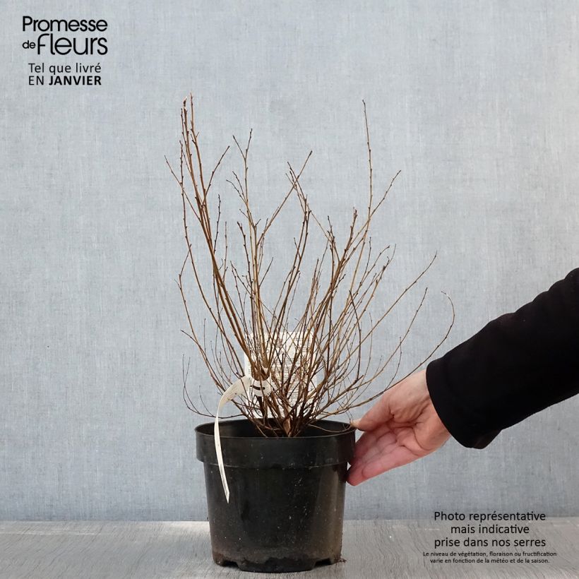 Abedul enano Golden Treasure Maceta 3L/4L Ejemplar entregado en invierno