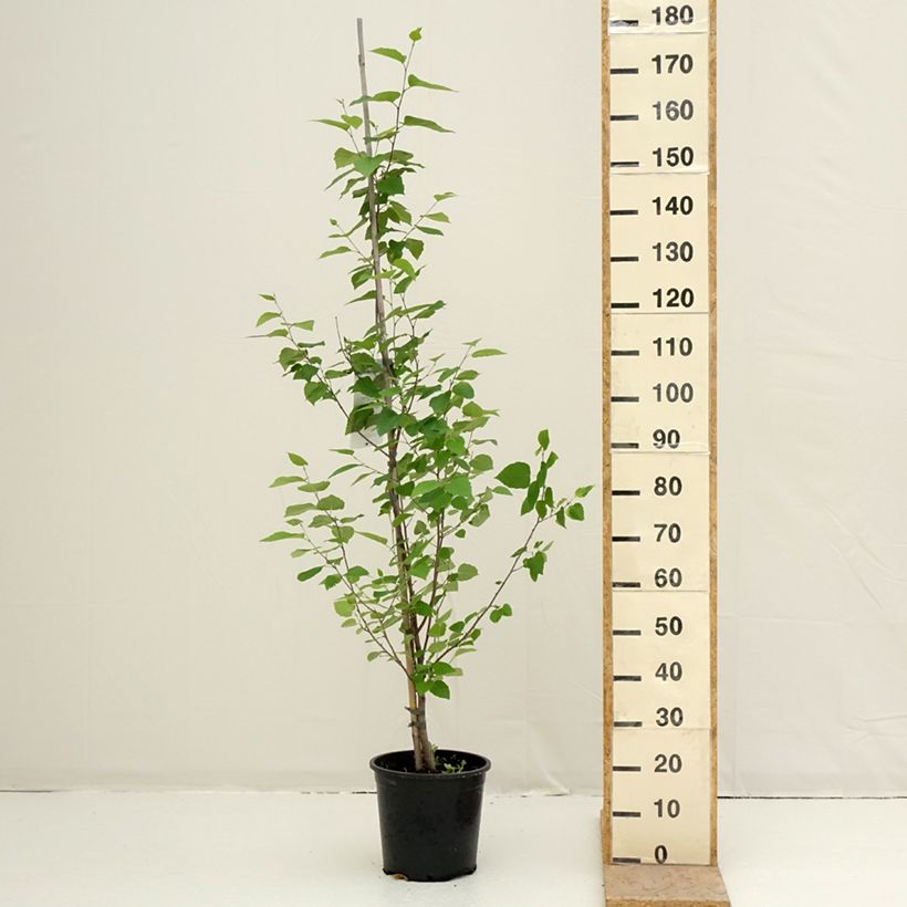Betula papyrifera - Abedul papirífero​ Maceta 7,5L/10L Ejemplar entregado en la primavera