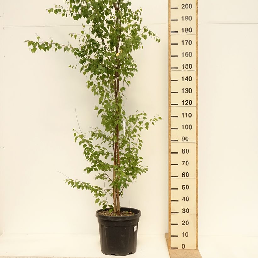 Abedul común - Betula pendula Maceta 18L/20L Ejemplar entregado en la primavera