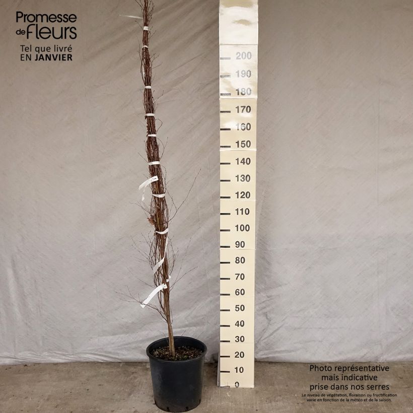 Abedul común - Betula pendula Maceta 18L/20L Ejemplar entregado en invierno
