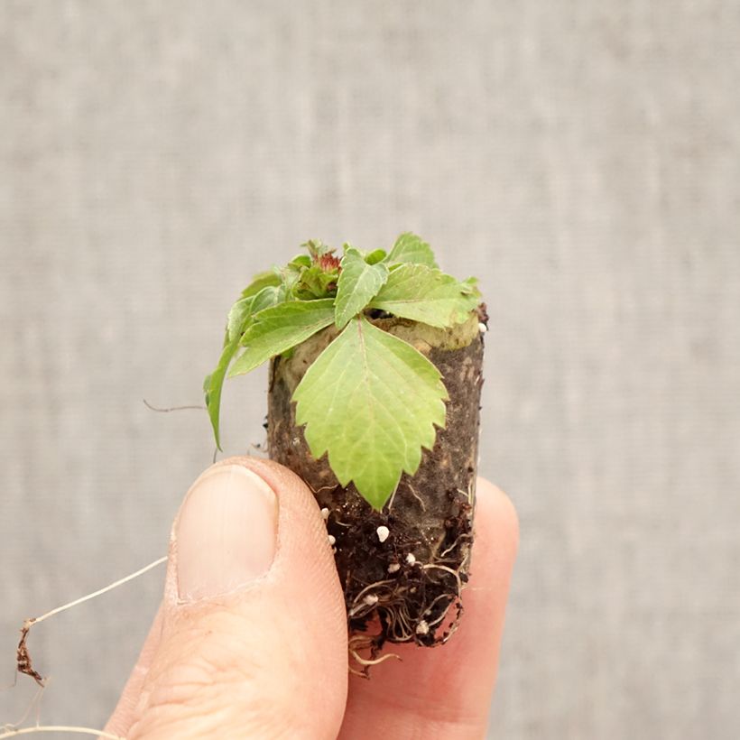 Bidens Bee my Sunshine minicepellón: Ø 3/4 cm Ejemplar entregado en la primavera