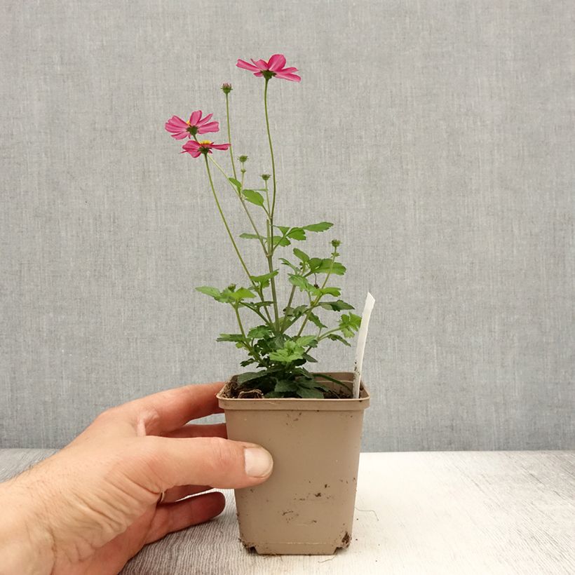 Bidens Stoplight Maceta de 8/9 cm Ejemplar entregado en la primavera