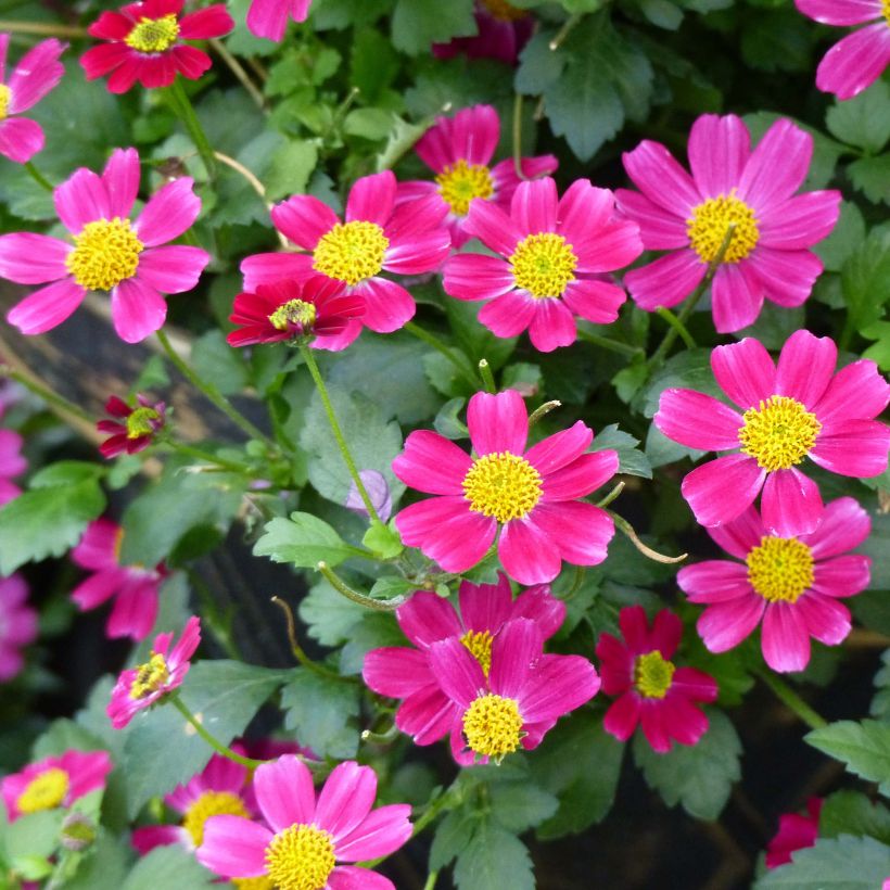 Bidens Stoplight (Floración)