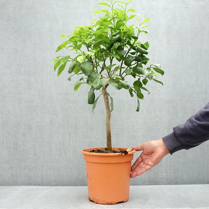 Naranja agria Bizzaria Maceta 6L/7L, 1/4 tallo Ejemplar entregado en la primavera