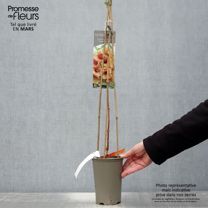 Enredadera de trompeta Summer Jazz Gold - Campsis Maceta 2L/3L Ejemplar entregado en la primavera