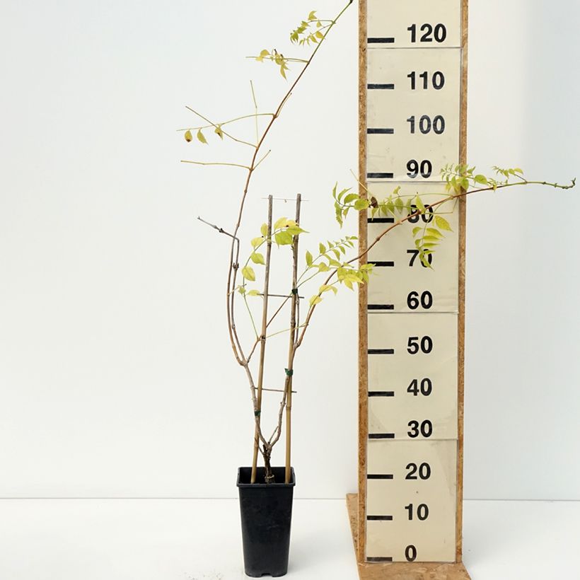 Ejemplar de Enredadera de trompeta Golden Trumpet - Campsis Maceta 3L/4L entregado en otoño