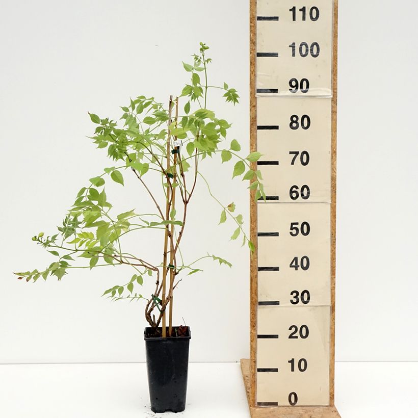 Ejemplar de Enredadera de trompeta Golden Trumpet - Campsis Maceta 3L/4L entregado en verano