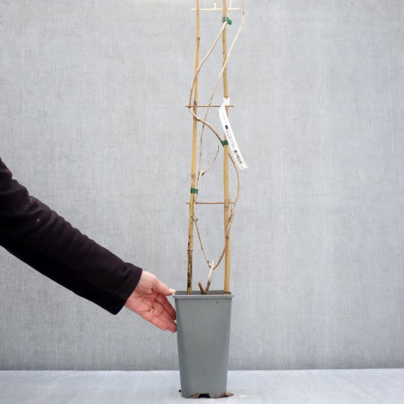 Enredadera de trompeta Golden Trumpet - Campsis Maceta 3L/4L Ejemplar entregado en invierno