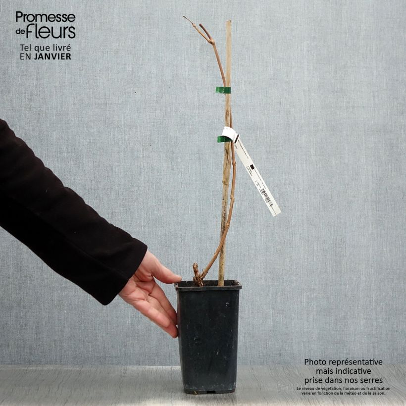 Enredadera de trompeta Orangeade - Campsis Maceta 1,5L/2L Ejemplar entregado en invierno