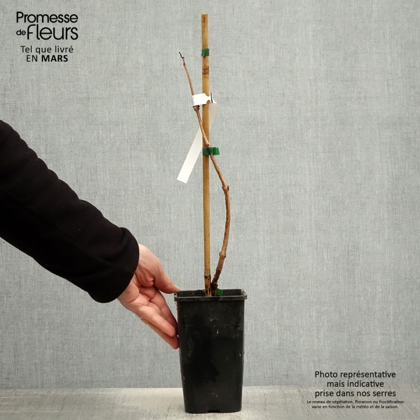 Enredadera de trompeta Orangeade - Campsis Maceta 1,5L/2L Ejemplar entregado en la primavera